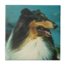 Suche nach tri fliesen Collie