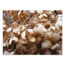 Suche nach getrocknete blumen poster Natur