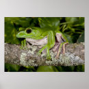 Suche nach wirbeltiere poster David northcott