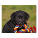Suche nach labrador welpe poster Hund