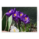 Suche nach krokusse postkarten Frühling
