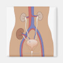 Suche nach transplantation magnete Medizinisch