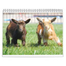 Suche nach house kalender Haustiere