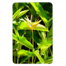 Suche nach paradiesvogel magnete Für alle