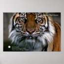 Suche nach sumatran poster Wild