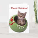 Suche nach weiße tiger karten Katzen