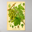 Suche nach trauben kunst Botanisch