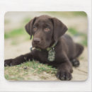 Suche nach schokolade labrador mousepads Niedlich