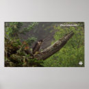 Suche nach falcon poster Tierwelt