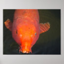 Suche nach koi fish poster Orange