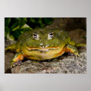 Suche nach wirbeltiere poster Frosch