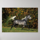 Suche nach araber poster Bob langrish