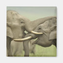 Suche nach indischer elefant magnete Corbett