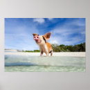 Suche nach ferkel poster Schwein