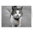 Suche nach niedliches katzenbild postkarten Haustiere