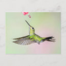 Suche nach colibri postkarten Blume