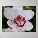 Suche nach weiße orchideen poster Jede person