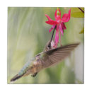 Suche nach fuchsia fliesen Kolibri