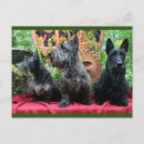 Suche nach suche postkarten Hund