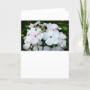 Suche nach phlox karten Natur