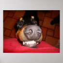 Suche nach dobermanns poster Lustig