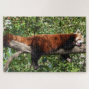 Suche nach roter panda puzzle China