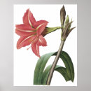 Suche nach amaryllis poster Obst