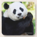 Suche nach pandas untersetzer Smithsonian