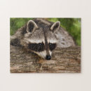 Suche nach waschbär puzzle Foto