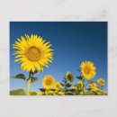 Suche nach valensole postkarten Blume