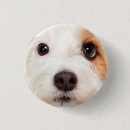 Suche nach im gesicht buttons Hund