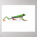 Suche nach skalen poster Reptilien