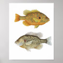 Suche nach brass poster Sonnenfisch