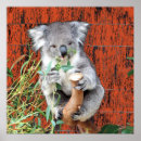 Suche nach niedlicher koala poster Australie