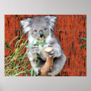 Suche nach niedlicher koala poster Australie