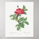 Suche nach rosa gallica poster Rose