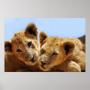 Suche nach love animals poster Wildlife