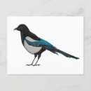 Suche nach magpie postkarten Vögel