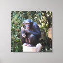 Suche nach schimpansen leinwandbilder Primat