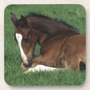 Suche nach warmblood Foto