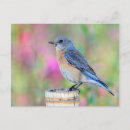 Suche nach grüner vogel postkarten Vogelliebhaber