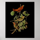 Suche nach john james audubon poster Vögel