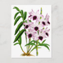 Suche nach weiße orchideen postkarten Pflanze