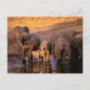 Suche nach afrikanische tiere postkarten Elefant