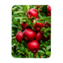 Suche nach roter apfel magnete Obst