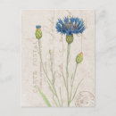 Suche nach cornflower postkarten Für sie