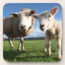 Suche nach lamm untersetzer Wolle