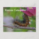 Suche nach grüne raupe postkarten Für alle