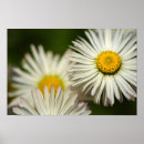 Suche nach gänseblümchen poster Fotografie