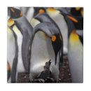 Suche nach küken fliesen Tier